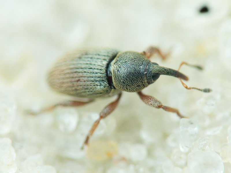 Tychius Germar, 1817